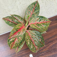 Load image into Gallery viewer, #46 Aglaonema &#39;Ron&#39;s Special&#39;