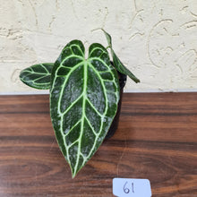 Load image into Gallery viewer, #61 Dark Anthurium Crystallinum x