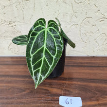 Load image into Gallery viewer, #61 Dark Anthurium Crystallinum x