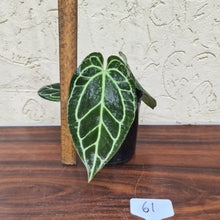 Load image into Gallery viewer, #61 Dark Anthurium Crystallinum x