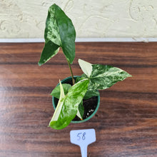 Load image into Gallery viewer, #58 Syngonium &#39;Fantasy&#39;