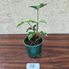 Load image into Gallery viewer, #58 Syngonium &#39;Fantasy&#39;