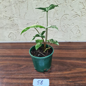 #58 Syngonium 'Fantasy'