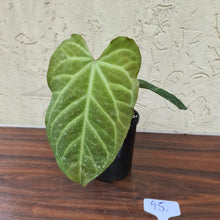 Load image into Gallery viewer, #95 Anthurium Magnificum Hybrid x