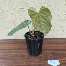 Load image into Gallery viewer, #95 Anthurium Magnificum Hybrid x