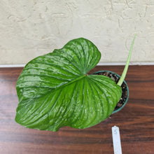 Load image into Gallery viewer, #5 Philodendron Silver Cloud