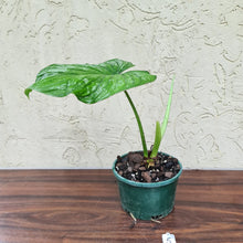 Load image into Gallery viewer, #5 Philodendron Silver Cloud