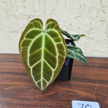 Load image into Gallery viewer, #70 Dark Anthurium Crystallinum x