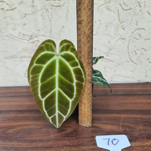 #70 Dark Anthurium Crystallinum x