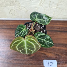 Load image into Gallery viewer, #70 Dark Anthurium Crystallinum x
