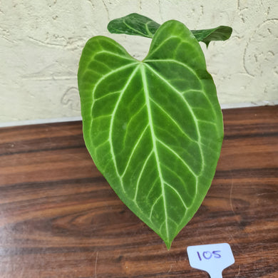 #105 Anthurium Magnificum Hybrid x