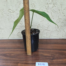 Load image into Gallery viewer, #105 Anthurium Magnificum Hybrid x