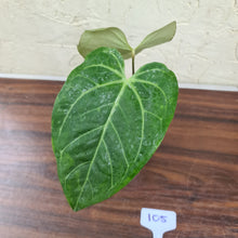 Load image into Gallery viewer, #105 Anthurium Magnificum Hybrid x