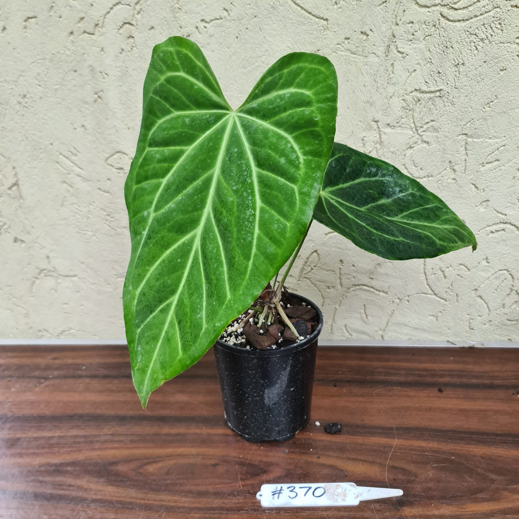 #370 Anthurium Magnificum Hybrid x