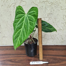 Load image into Gallery viewer, #370 Anthurium Magnificum Hybrid x