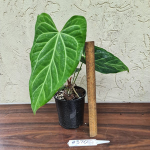 #370 Anthurium Magnificum Hybrid x