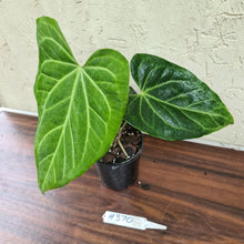 Load image into Gallery viewer, #370 Anthurium Magnificum Hybrid x