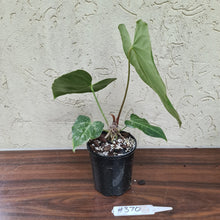 Load image into Gallery viewer, #370 Anthurium Magnificum Hybrid x