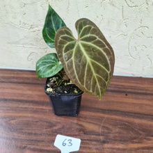 Load image into Gallery viewer, #63 Dark Anthurium Magnificum Hybrid x