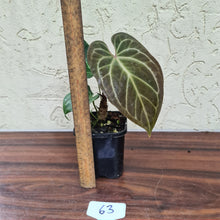 Load image into Gallery viewer, #63 Dark Anthurium Magnificum Hybrid x