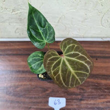Load image into Gallery viewer, #63 Dark Anthurium Magnificum Hybrid x