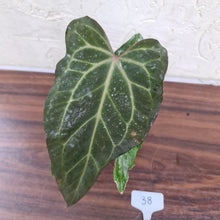 Load image into Gallery viewer, #38 Dark Anthurium Magnificum Hybrid x