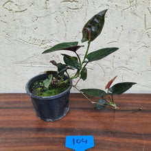 Load image into Gallery viewer, #104 Syngonium Erythrophyllum