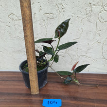 Load image into Gallery viewer, #104 Syngonium Erythrophyllum