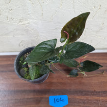 Load image into Gallery viewer, #104 Syngonium Erythrophyllum