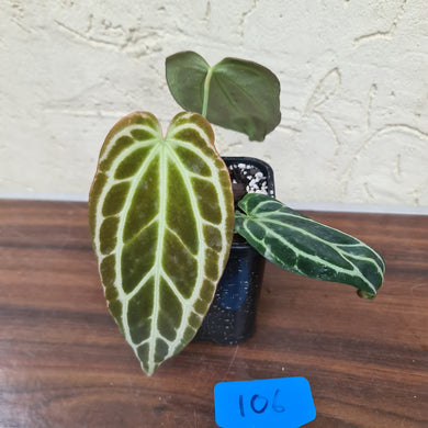 #106 Dark and Narrow Anthurium Crystallinum x