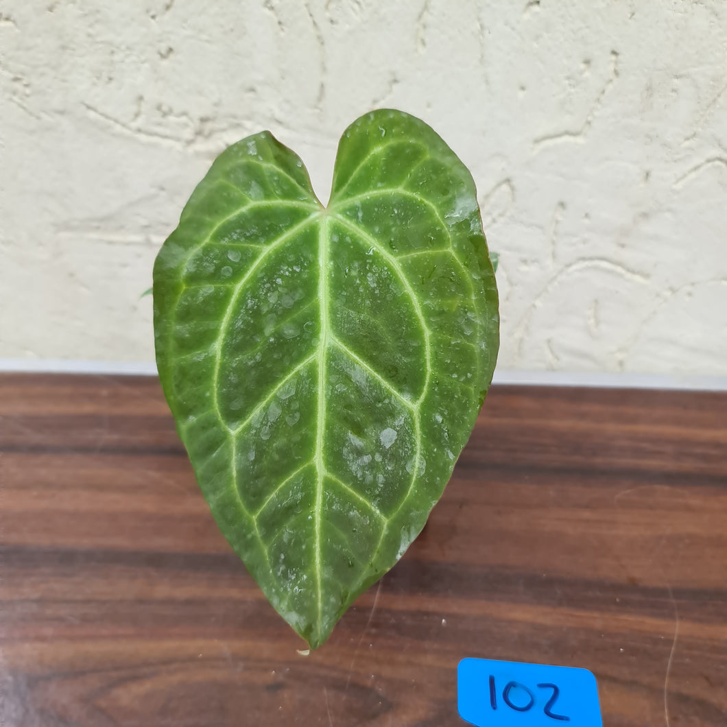 #102 Anthurium Magnificum Hybrid x