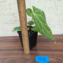 Load image into Gallery viewer, #102 Anthurium Magnificum Hybrid x