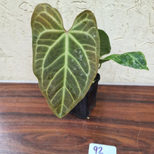 Load image into Gallery viewer, #92 Anthurium Magnificum Hybrid x