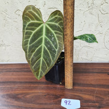 Load image into Gallery viewer, #92 Anthurium Magnificum Hybrid x