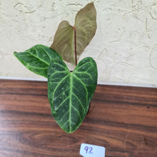 Load image into Gallery viewer, #92 Anthurium Magnificum Hybrid x