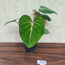 Load image into Gallery viewer, #202 Philodendron Gloriosum