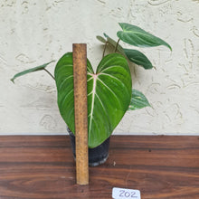 Load image into Gallery viewer, #202 Philodendron Gloriosum