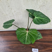 Load image into Gallery viewer, #202 Philodendron Gloriosum