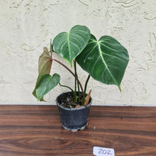 Load image into Gallery viewer, #202 Philodendron Gloriosum