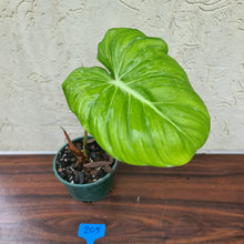 Load image into Gallery viewer, #205 Philodendron Dean McDowell - Rooted tip cutting