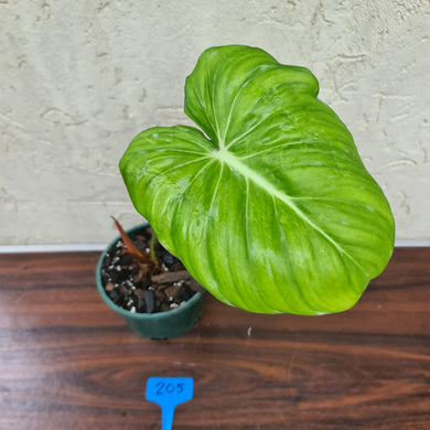 #205 Philodendron Dean McDowell - Rooted tip cutting