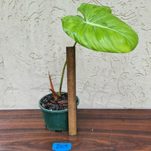 Load image into Gallery viewer, #205 Philodendron Dean McDowell - Rooted tip cutting