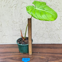 Load image into Gallery viewer, #205 Philodendron Dean McDowell - Rooted tip cutting