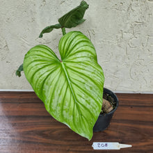 Load image into Gallery viewer, #208 Philodendron Silver Cloud