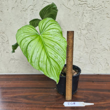 Load image into Gallery viewer, #208 Philodendron Silver Cloud