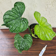 Load image into Gallery viewer, #208 Philodendron Silver Cloud