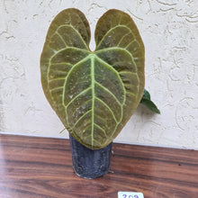 Load image into Gallery viewer, #209 Anthurium &#39;Velvet Shadow&#39;