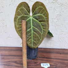 Load image into Gallery viewer, #209 Anthurium &#39;Velvet Shadow&#39;
