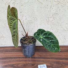 Load image into Gallery viewer, #209 Anthurium &#39;Velvet Shadow&#39;