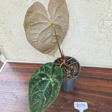 Load image into Gallery viewer, #209 Anthurium &#39;Velvet Shadow&#39;